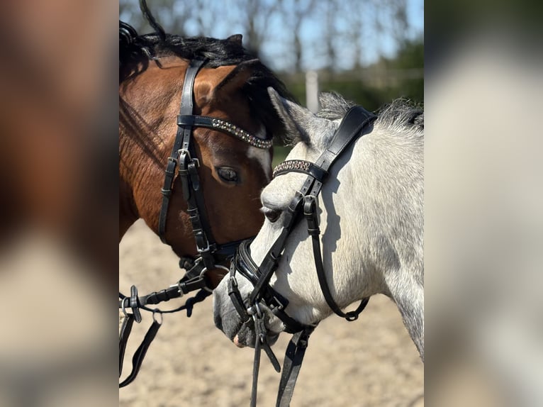 Welsh A (Mountain Pony) Gelding 6 years 11,1 hh Gray in Werkendam