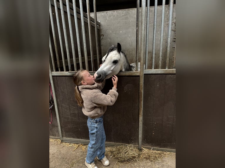 Welsh A (Mountain Pony) Gelding 6 years 11,1 hh Gray in Werkendam