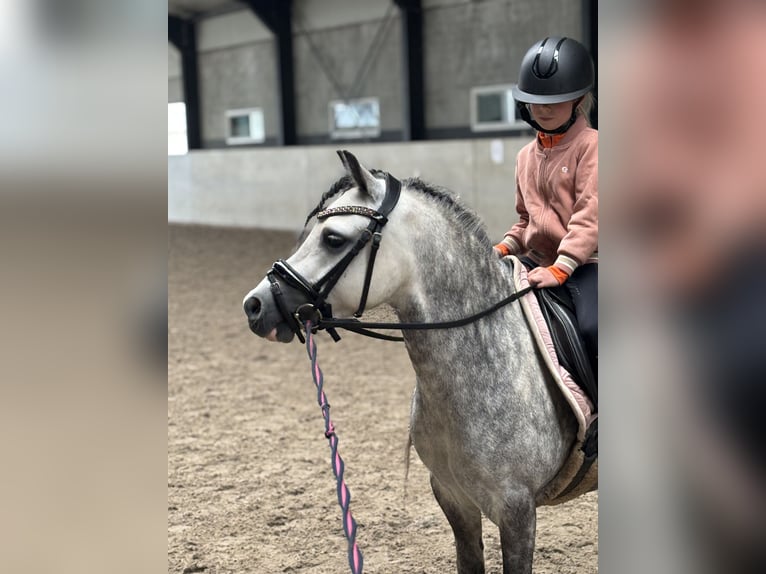 Welsh A (Mountain Pony) Gelding 6 years 11,1 hh Gray in Werkendam