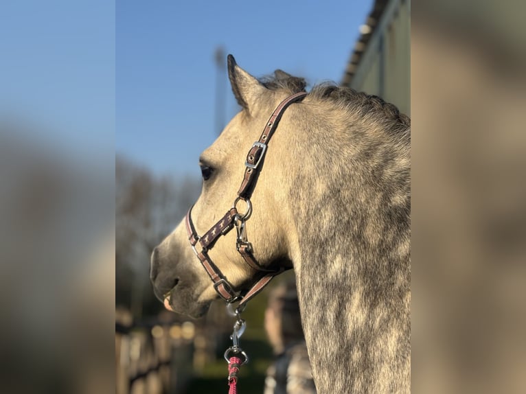 Welsh A (Mountain Pony) Gelding 6 years 11,1 hh Gray in Werkendam