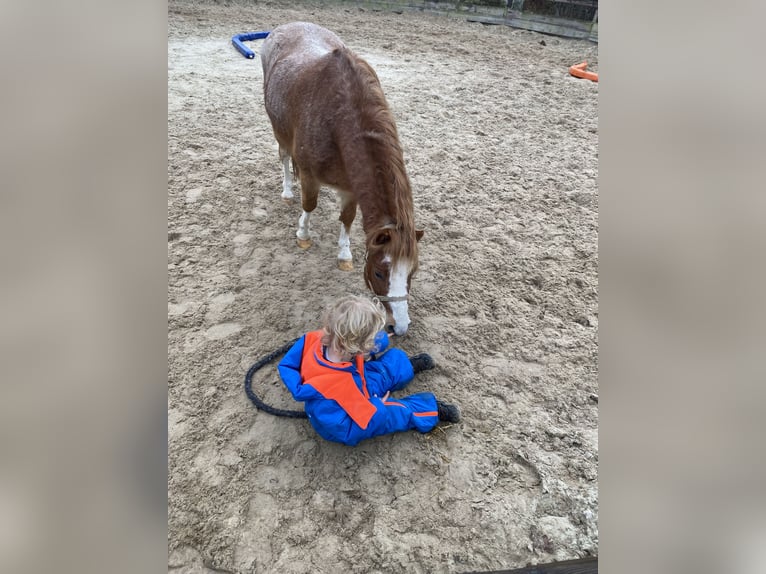 Welsh A (Mountain Pony) Gelding 6 years 11,1 hh Roan-Red in Beerze