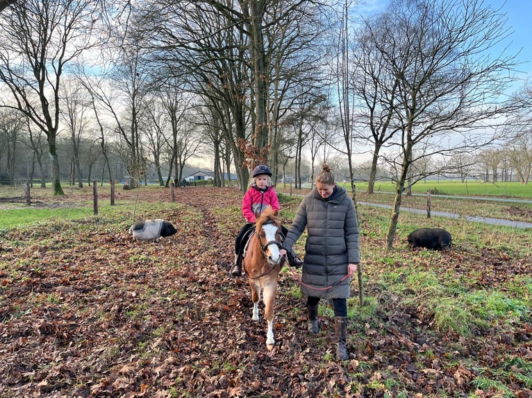Welsh A (Mountain Pony) Gelding 6 years 11,1 hh Roan-Red in Beerze