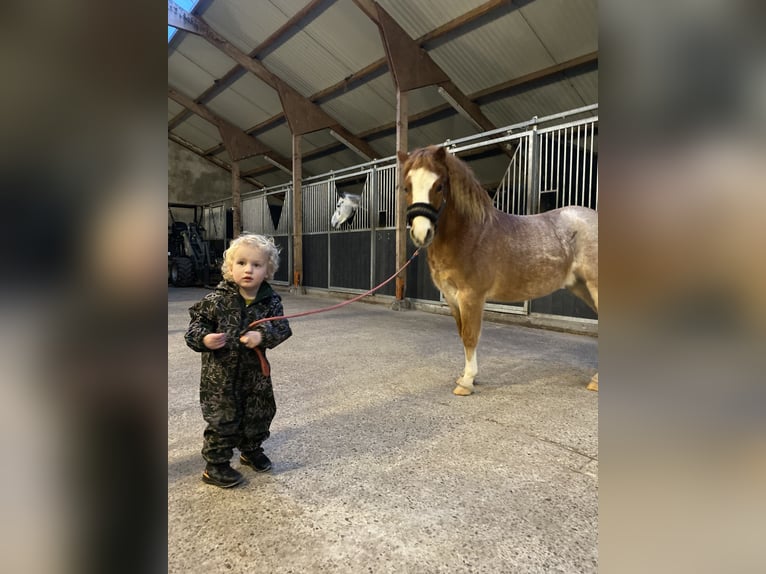 Welsh A (Mountain Pony) Gelding 6 years 11,1 hh Roan-Red in Beerze