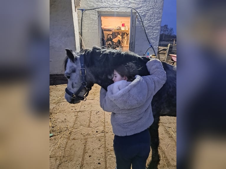 Welsh A (Mountain Pony) Gelding 6 years 12 hh Grey-Dapple in Burgdorf
