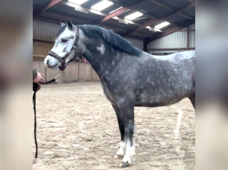 Welsh A (Mountain Pony) Gelding 6 years 12 hh Grey-Dapple in Burgdorf