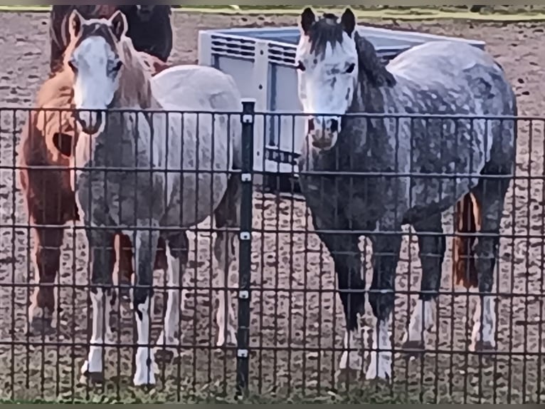 Welsh A (Mountain Pony) Gelding 6 years 12 hh Grey-Dapple in Burgdorf