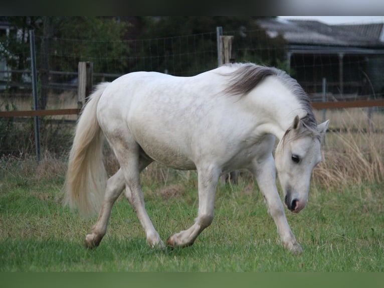 Welsh A (Mountain Pony) Gelding 6 years 12 hh Grey-Dapple in Dortmund