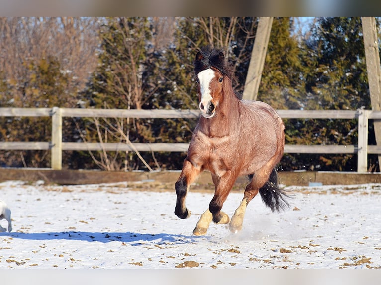 Welsh A (Mountain Pony) Gelding 6 years 12,1 hh Roan-Bay in Skibin