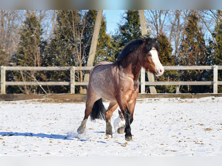 Welsh A (Mountain Pony) Gelding 6 years 12,1 hh Roan-Bay in Skibin