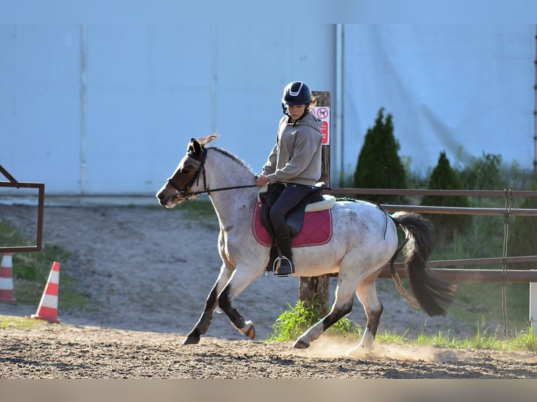 Welsh A (Mountain Pony) Gelding 6 years 12,1 hh Roan-Bay in Skibin
