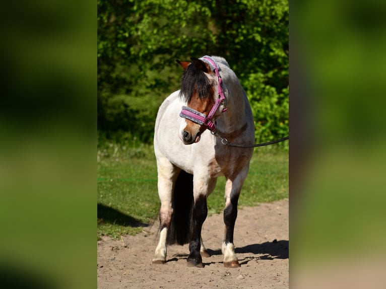 Welsh A (Mountain Pony) Gelding 6 years 12,1 hh Roan-Bay in Skibin