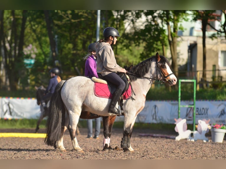 Welsh A (Mountain Pony) Gelding 6 years 12,1 hh Roan-Bay in Skibin
