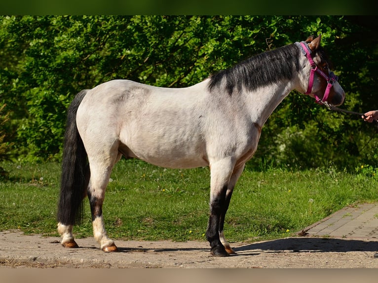Welsh A (Mountain Pony) Gelding 6 years 12,1 hh Roan-Bay in Skibin