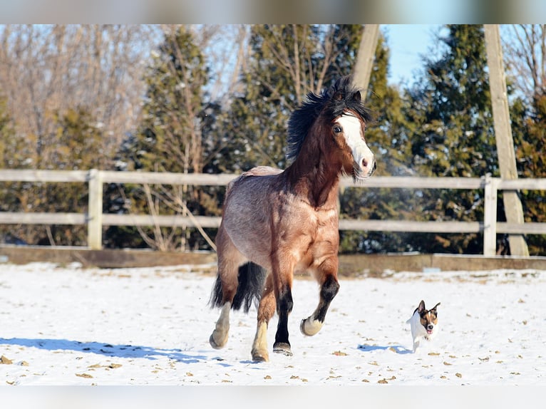 Welsh A (Mountain Pony) Gelding 6 years 12,1 hh Roan-Bay in Skibin