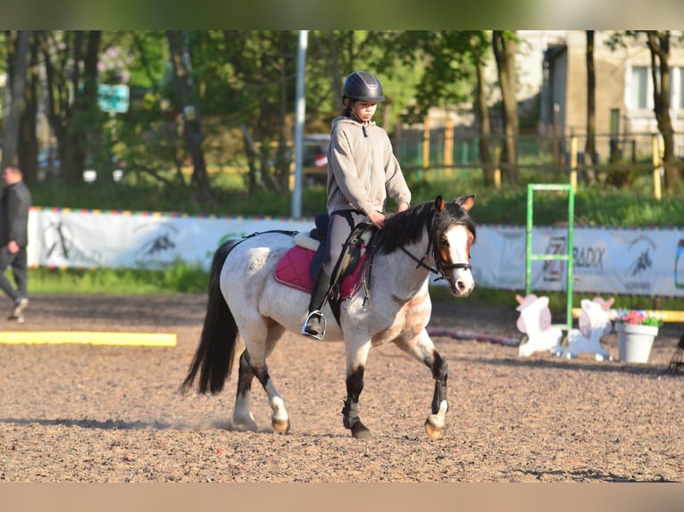 Welsh A (Mountain Pony) Gelding 6 years 12,1 hh Roan-Bay in Skibin