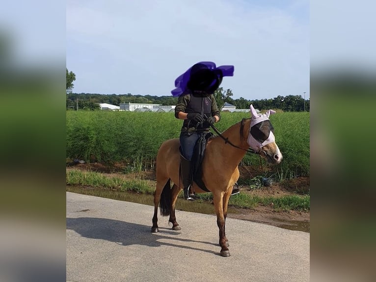 Welsh A (Mountain Pony) Gelding 6 years 12,2 hh Dun in Darmstadt