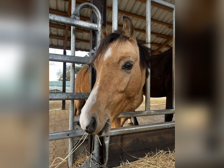 Welsh A (Mountain Pony) Gelding 6 years 12,2 hh Dun in Darmstadt Welsh A (Mountain Pony) Gelding 6 years 12,2 hh Dun in Darmstadt