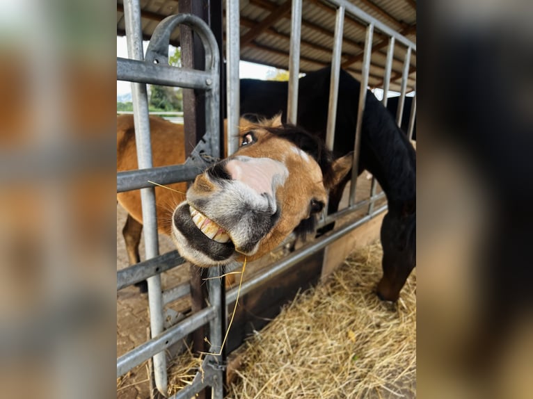 Welsh A (Mountain Pony) Gelding 6 years 12,2 hh Dun in Darmstadt