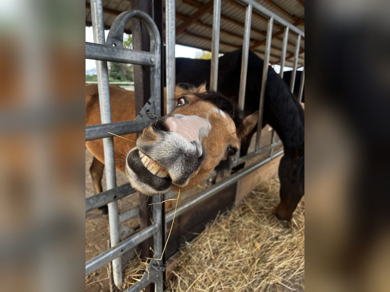 Welsh A (Mountain Pony) Gelding 6 years 12,2 hh Dun in Darmstadt Welsh A (Mountain Pony) Gelding 6 years 12,2 hh Dun in Darmstadt