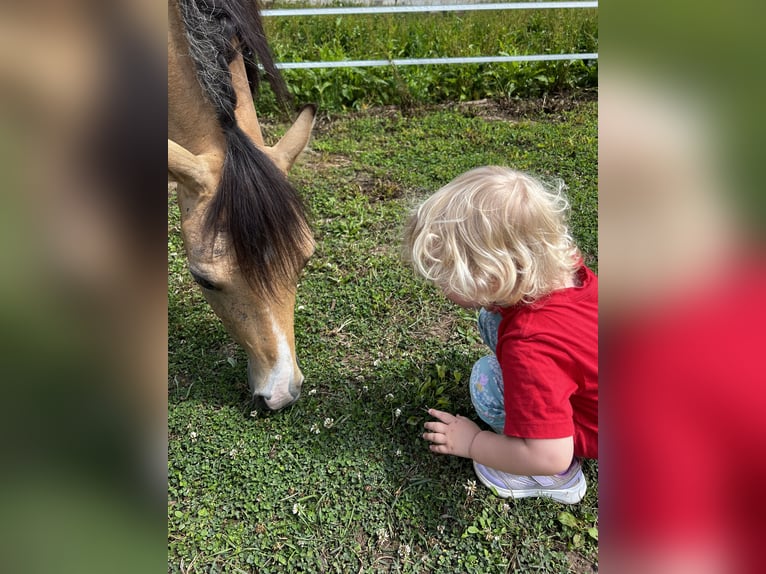 Welsh A (Mountain Pony) Gelding 6 years 12,2 hh Dun in Darmstadt Welsh A (Mountain Pony) Gelding 6 years 12,2 hh Dun in Darmstadt