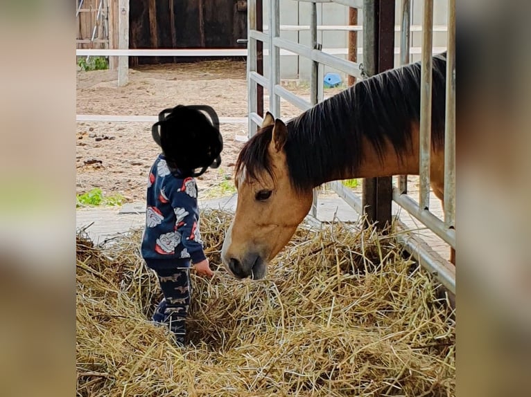 Welsh A (Mountain Pony) Gelding 6 years 12,2 hh Dun in Darmstadt