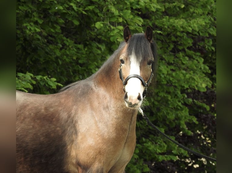 Welsh A (Mountain Pony) Gelding 7 years 11.2 hh Brown in Verl