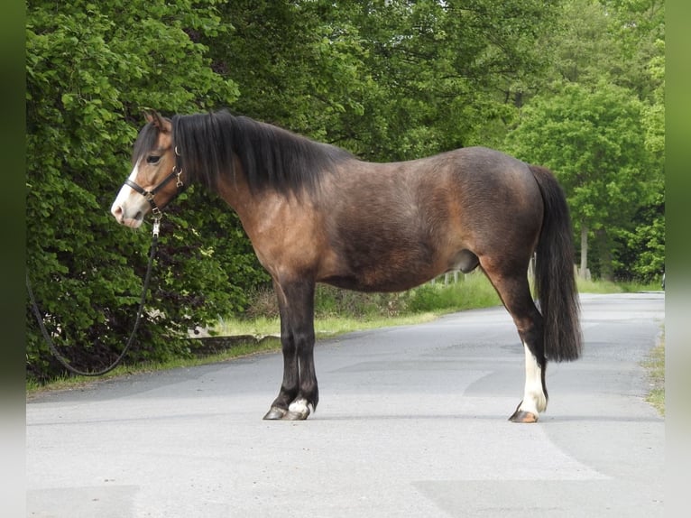 Welsh A (Mountain Pony) Gelding 7 years 11.2 hh Brown in Verl
