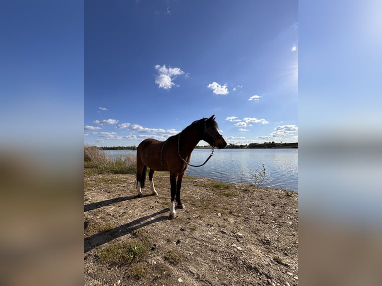 Welsh A (Mountain Pony) Gelding 7 years 11,1 hh Bay in Leipzig