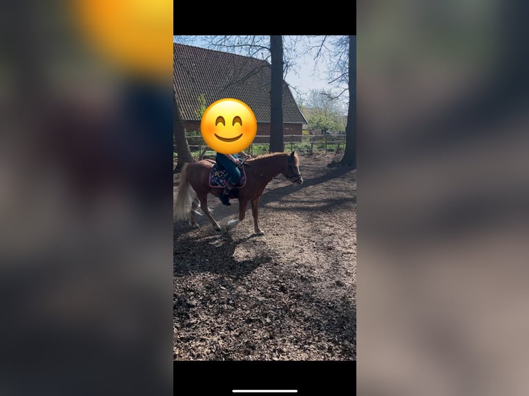 Welsh A (Mountain Pony) Mix Gelding 7 years 11,2 hh Chestnut-Red in Borstel