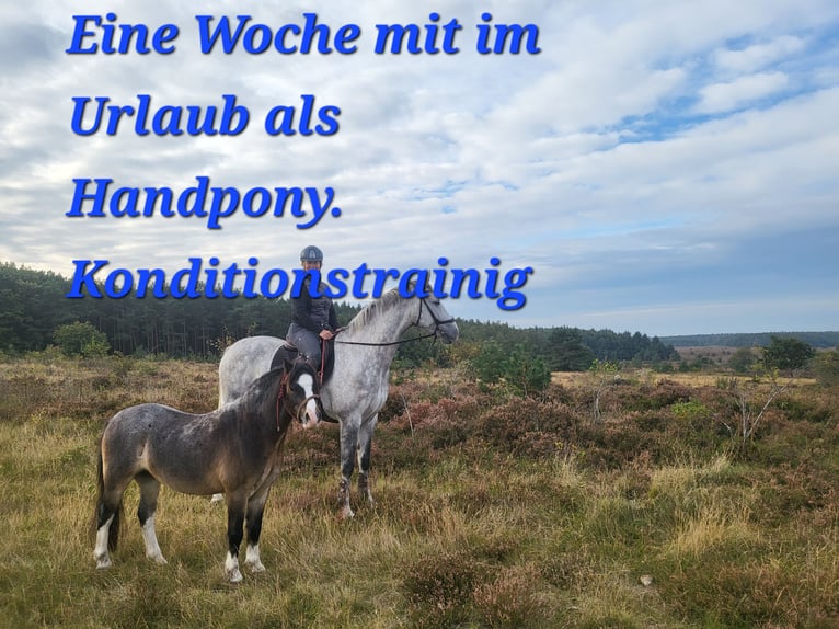 Welsh A (Mountain Pony) Gelding 7 years 11,2 hh in Stuhr