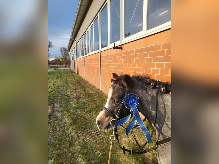 Welsh A (Mountain Pony) Gelding 7 years 11,2 hh in Stuhr