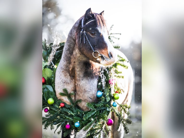 Welsh A (Mountain Pony) Gelding 7 years 11,2 hh in Stuhr