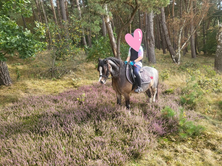 Welsh A (Mountain Pony) Gelding 7 years 11,2 hh in Stuhr