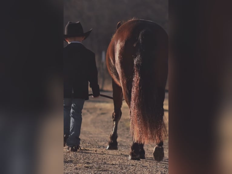 Welsh A (Mountain Pony) Gelding 7 years 12.1 hh Bay in Stephenville