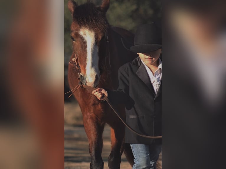 Welsh A (Mountain Pony) Gelding 7 years 12.1 hh Bay in Stephenville