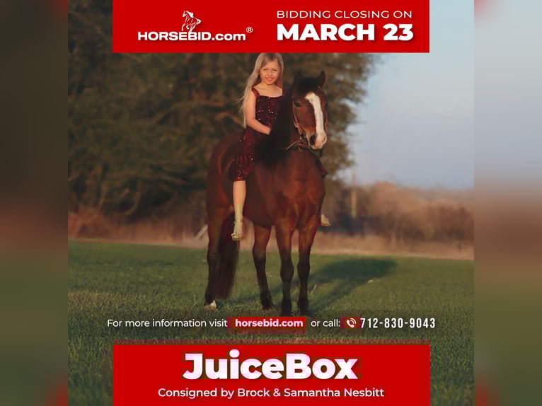 Welsh A (Mountain Pony) Gelding 7 years 12.1 hh Bay in Stephenville