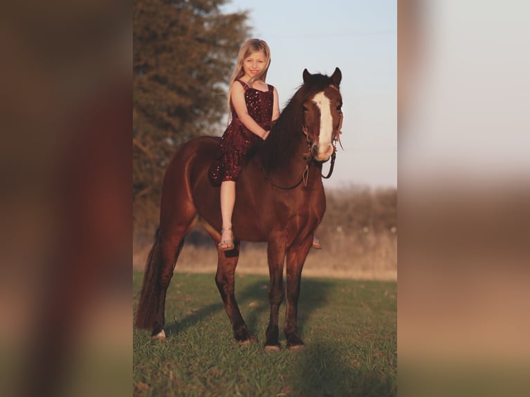 Welsh A (Mountain Pony) Gelding 7 years 12.1 hh Bay in Stephenville