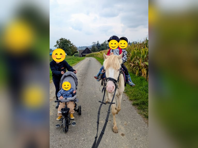 Welsh A (Mountain Pony) Gelding 7 years 12.1 hh Cremello in Stockach