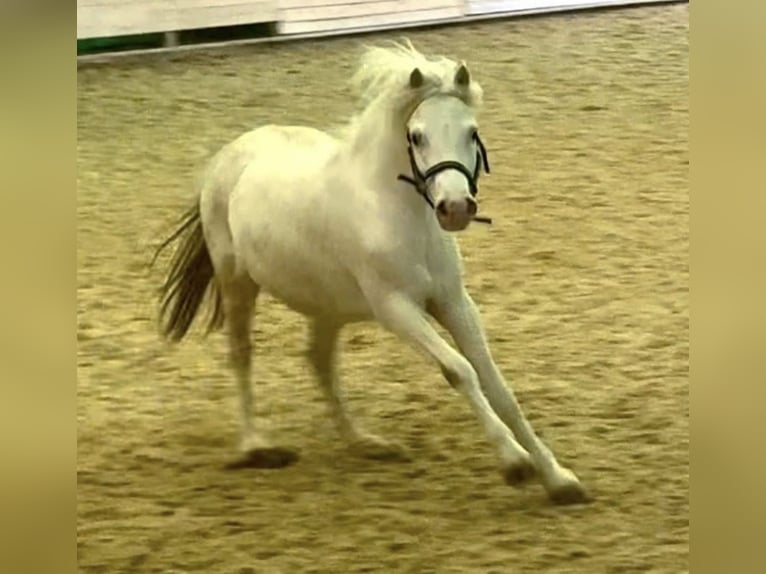 Welsh A (Mountain Pony) Mix Gelding 7 years 12.1 hh Grey in Pram