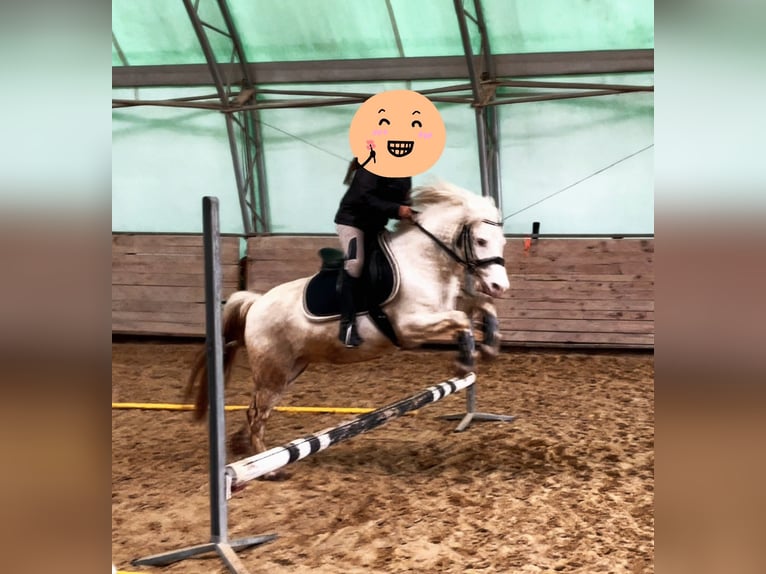 Welsh A (Mountain Pony) Mix Gelding 7 years 12.1 hh Grey in Pram