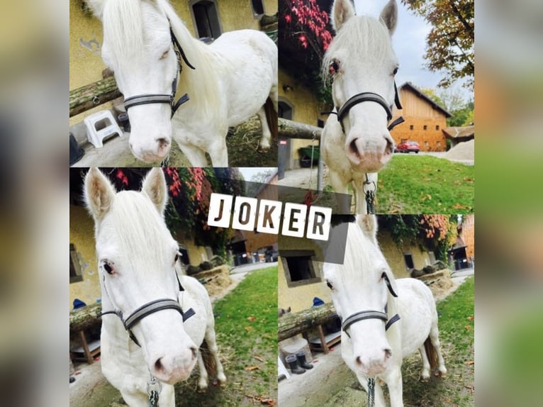 Welsh A (Mountain Pony) Mix Gelding 7 years 12.1 hh Grey in Pram