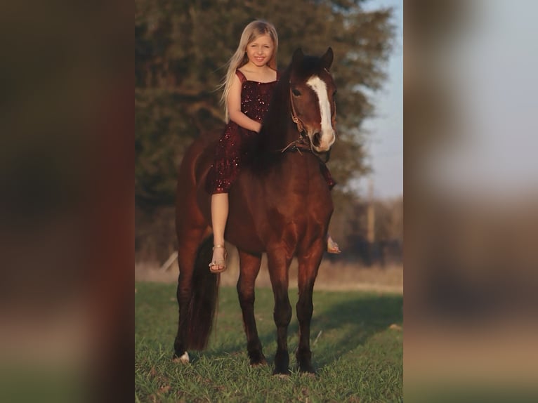 Welsh A (Mountain Pony) Gelding 7 years 12,1 hh Bay in Stephenville