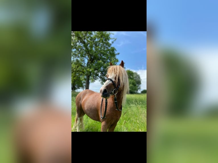 Welsh A (Mountain Pony) Gelding 7 years 12,1 hh Chestnut-Red in Riedlingen