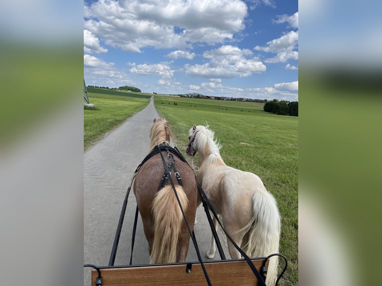 Welsh A (Mountain Pony) Gelding 7 years 12,1 hh Chestnut-Red in Riedlingen