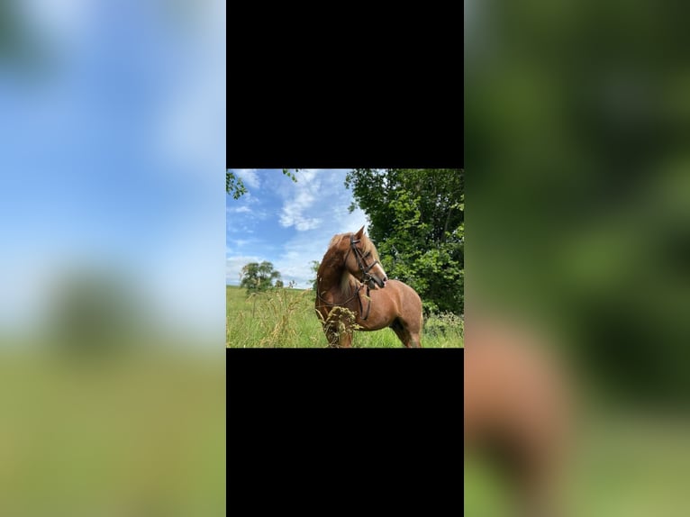 Welsh A (Mountain Pony) Gelding 7 years 12,1 hh Chestnut-Red in Riedlingen