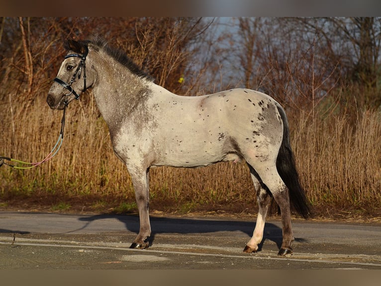 Welsh A (Mountain Pony) Gelding 7 years 12,1 hh Leopard-Piebald in RADZIEJÓW