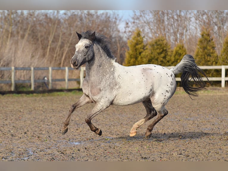 Welsh A (Mountain Pony) Gelding 7 years 12,1 hh Leopard-Piebald in RADZIEJÓW