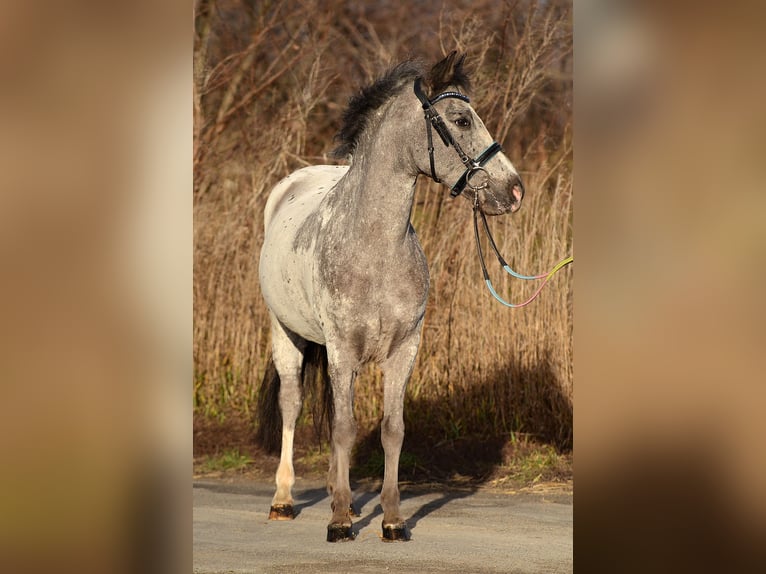 Welsh A (Mountain Pony) Gelding 7 years 12,1 hh Leopard-Piebald in RADZIEJÓW