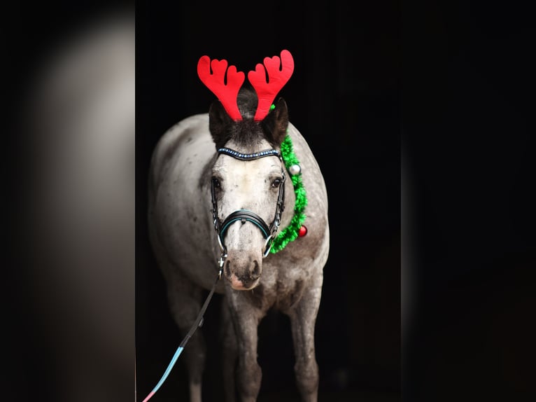 Welsh A (Mountain Pony) Gelding 7 years 12,1 hh Leopard-Piebald in RADZIEJÓW