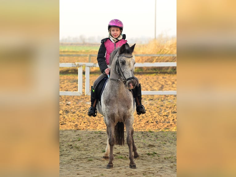 Welsh A (Mountain Pony) Gelding 7 years 12,1 hh Leopard-Piebald in RADZIEJÓW